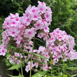 Ruth IMG_2497